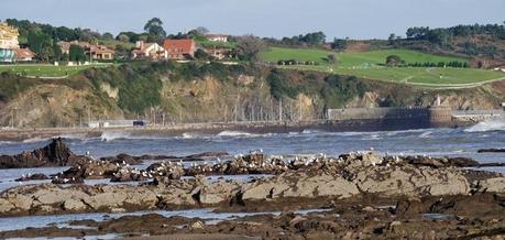 Invernada de cabecinegras: orientales