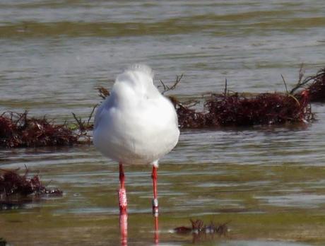 Invernada de cabecinegras: orientales