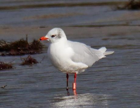 Invernada de cabecinegras: orientales
