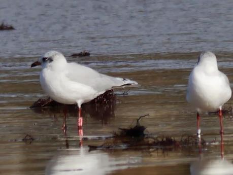 Invernada de cabecinegras: orientales