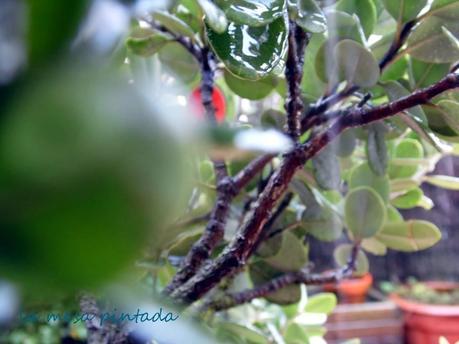 Macro del Día - Lluvia y azúcar Macro del Día - Lluvia y azúcar