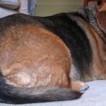 ¿Tu perro tiene sobrepeso?