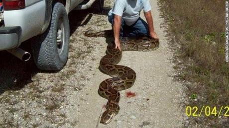 Hallan en Florida una pitón de 5 metros
