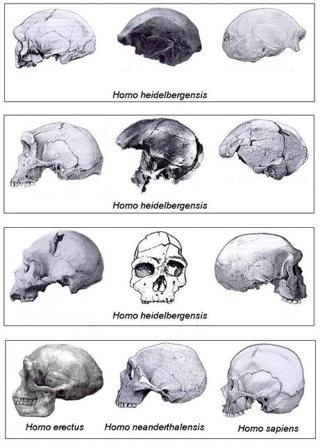 EL HOMO HEIDELBERGENSIS Y LA LANZA MÁS ANTIGUA DEL MUNDO