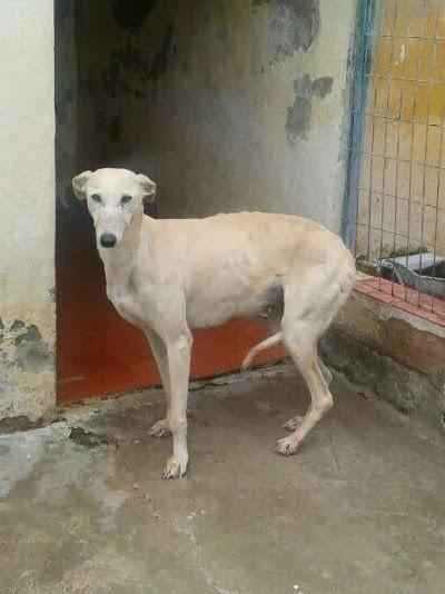 GALGA, CON UN PASADO TERRIBLE, BUSCA UNA VIDA MEJOR. (HUELVA)