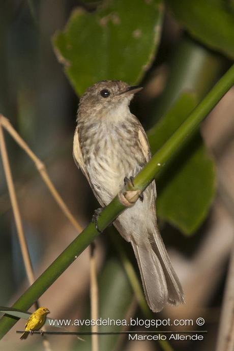 Mosqueta estriada (Bran-colored Flycatcher) Myiophobus fasciatus