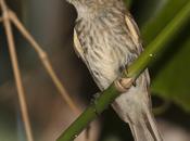 Mosqueta estriada (Bran-colored Flycatcher) Myiophobus fasciatus