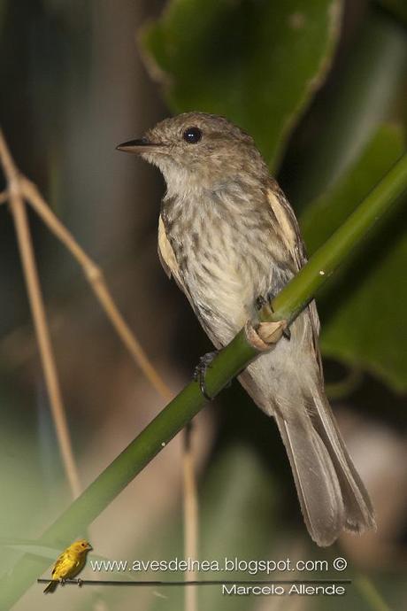 Mosqueta estriada (Bran-colored Flycatcher) Myiophobus fasciatus Mosqueta estriada (Bran-colored Flycatcher) Myiophobus fasciatus