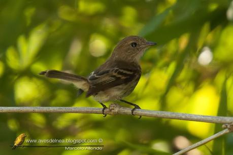 Mosqueta estriada (Bran-colored Flycatcher) Myiophobus fasciatus Mosqueta estriada (Bran-colored Flycatcher) Myiophobus fasciatus