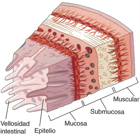 Pared intestinal