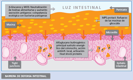 Defensa intestinal