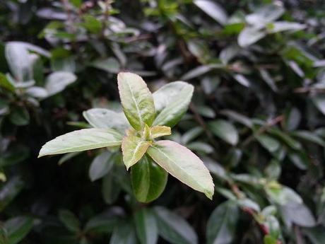 Androidografia Barakaldo 1621