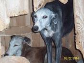 Nuevos galgos rescatados cazadores escrúpulos!! (cuenca)