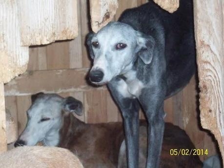 NUEVOS GALGOS RESCATADOS DE CAZADORES SIN ESCRÚPULOS!! (CUENCA)