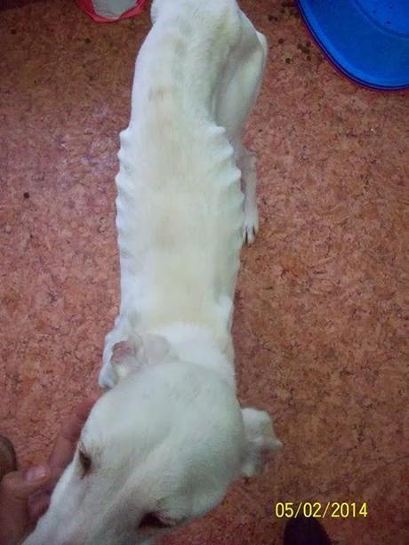 NUEVOS GALGOS RESCATADOS DE CAZADORES SIN ESCRÚPULOS!! (CUENCA)