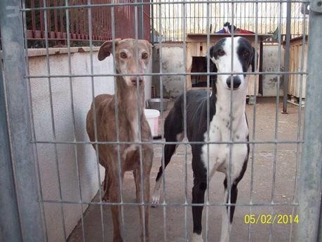NUEVOS GALGOS RESCATADOS DE CAZADORES SIN ESCRÚPULOS!! (CUENCA)