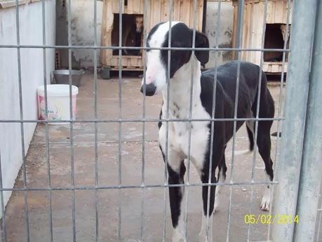 NUEVOS GALGOS RESCATADOS DE CAZADORES SIN ESCRÚPULOS!! (CUENCA)