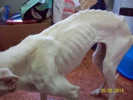 NUEVOS GALGOS RESCATADOS DE CAZADORES SIN ESCRÚPULOS!! (CUENCA)