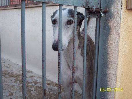 NUEVOS GALGOS RESCATADOS DE CAZADORES SIN ESCRÚPULOS!! (CUENCA)