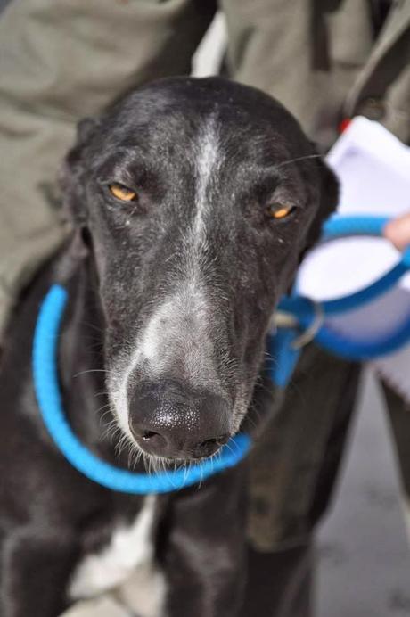 GALGOS EN LA PERRERA DE BADAJOZ, SI NADIE LO IMPIDE, SERÁN SACRIFICADOS EL 13 DE FEBRERO.