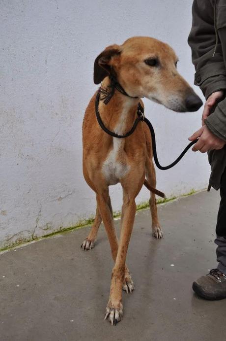 GALGOS EN LA PERRERA DE BADAJOZ, SI NADIE LO IMPIDE, SERÁN SACRIFICADOS EL 13 DE FEBRERO.