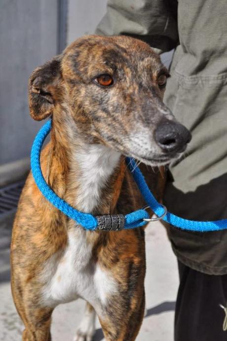 GALGOS EN LA PERRERA DE BADAJOZ, SI NADIE LO IMPIDE, SERÁN SACRIFICADOS EL 13 DE FEBRERO.