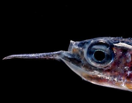 La biomasa de peces en el océano es 10 veces superior a lo estimado