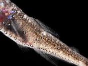 biomasa peces océano veces superior estimado