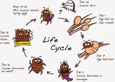 Piojos, esos asquerosos bichos a los que nadie ha invitado Imagen extraída del blog