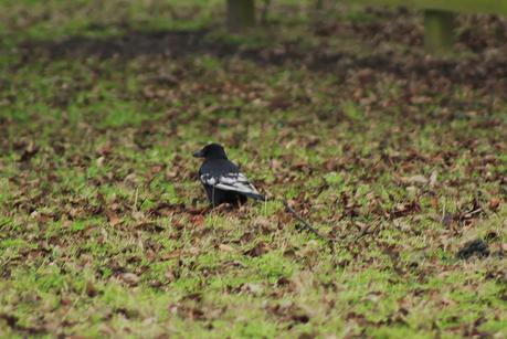 Sewerby Hall and Gardens en invierno