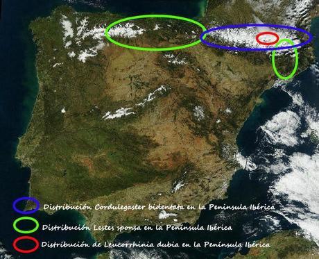 Aproximación a los Odonatos del Parque Natural Posets Maladeta. Aproximación a los Odonatos del Parque Natural Posets Maladeta.