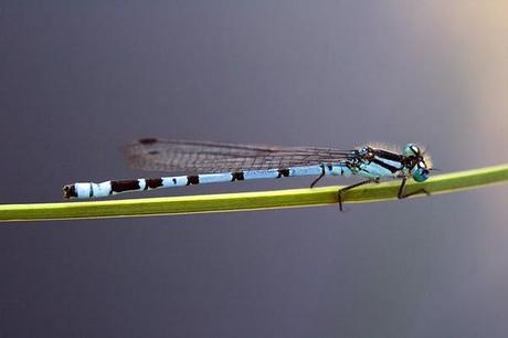 Aproximación a los Odonatos del Parque Natural Posets Maladeta. Aproximación a los Odonatos del Parque Natural Posets Maladeta.
