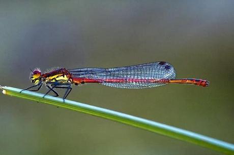 Aproximación a los Odonatos del Parque Natural Posets Maladeta. Aproximación a los Odonatos del Parque Natural Posets Maladeta.