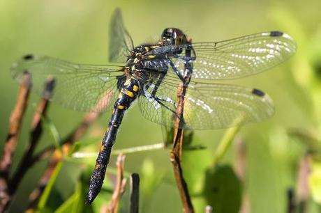 Aproximación a los Odonatos del Parque Natural Posets Maladeta. Aproximación a los Odonatos del Parque Natural Posets Maladeta.