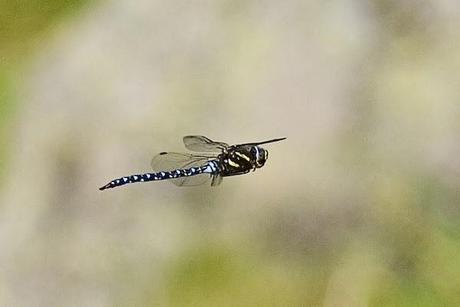 Aproximación a los Odonatos del Parque Natural Posets Maladeta. Aproximación a los Odonatos del Parque Natural Posets Maladeta.