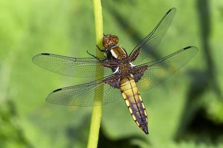 Aproximación a los Odonatos del Parque Natural Posets Maladeta. Aproximación a los Odonatos del Parque Natural Posets Maladeta.