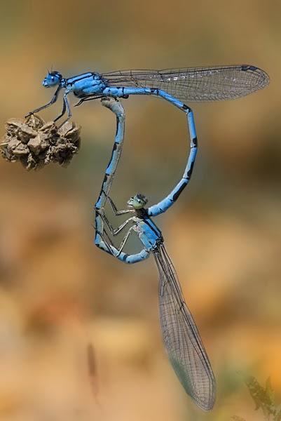 Aproximación a los Odonatos del Parque Natural Posets Maladeta. Aproximación a los Odonatos del Parque Natural Posets Maladeta.