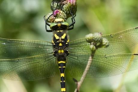 Aproximación a los Odonatos del Parque Natural Posets Maladeta. Aproximación a los Odonatos del Parque Natural Posets Maladeta.