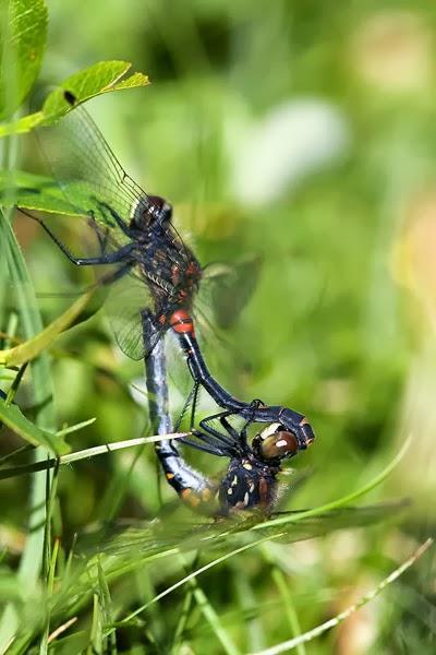 Aproximación a los Odonatos del Parque Natural Posets Maladeta. Aproximación a los Odonatos del Parque Natural Posets Maladeta.
