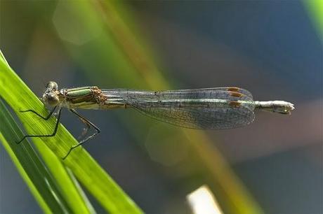 Aproximación a los Odonatos del Parque Natural Posets Maladeta. Aproximación a los Odonatos del Parque Natural Posets Maladeta.