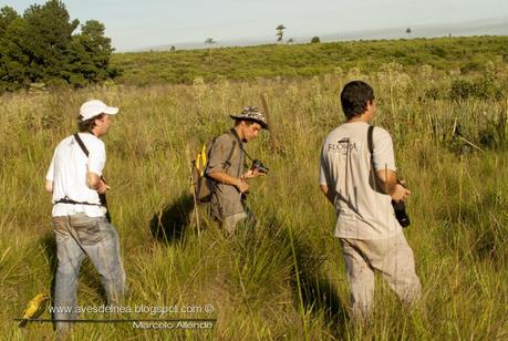 Yetapá grande (Streamer-tailed Tyrant) Gubernetes yetapa