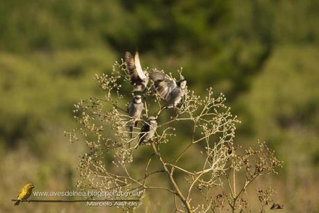 Yetapá grande (Streamer-tailed Tyrant) Gubernetes yetapa