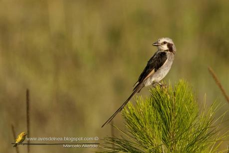 Yetapá grande (Streamer-tailed Tyrant) Gubernetes yetapa