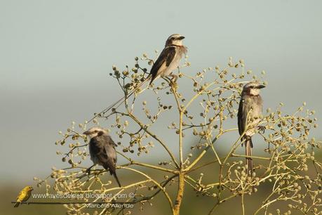 Yetapá grande (Streamer-tailed Tyrant) Gubernetes yetapa