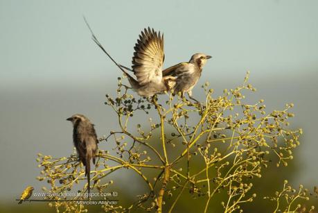 Yetapá grande (Streamer-tailed Tyrant) Gubernetes yetapa