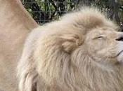 Relajación vespertina