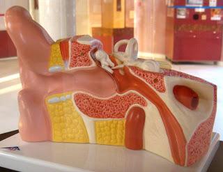 Los médicos de los músicos