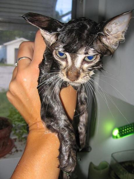 Divertidas fotos de gatos mojados en el baño