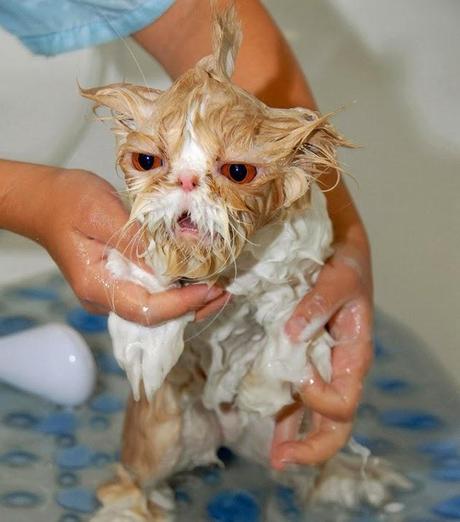 Divertidas fotos de gatos mojados en el baño