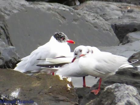 ONDARROA,SIEMPRE SORPRESAS(Larus hyperboreus)
